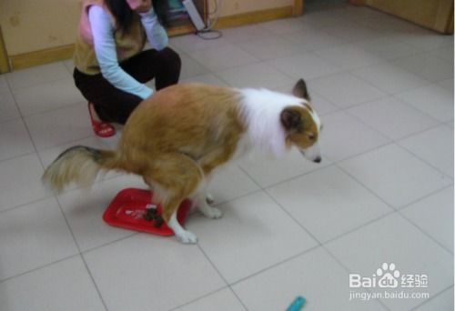 宠物狗在街道拉屎怎么办