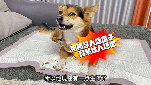 宠物狗嗑瓜子会怎么样吗