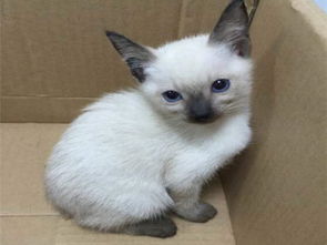 宠物猫怎么卖钱赚钱