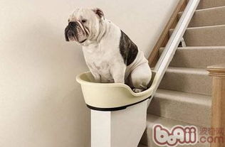 养宠物狗进电梯怎么办