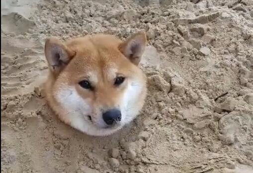 宠物狗被埋起来怎么办啊