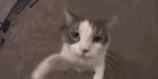 怎么避免宠物猫抓伤皮肤