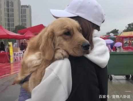 欺负儿童的宠物狗怎么办