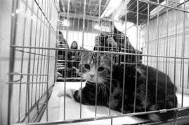 怎么参加宠物猫比赛