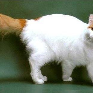土耳其梵猫多少钱