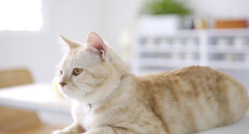 宠物猫日常怎么养活的