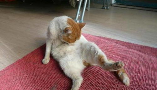 宠物猫尖牙怎么处理好