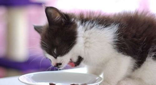 怎么给宠物猫做猫粮