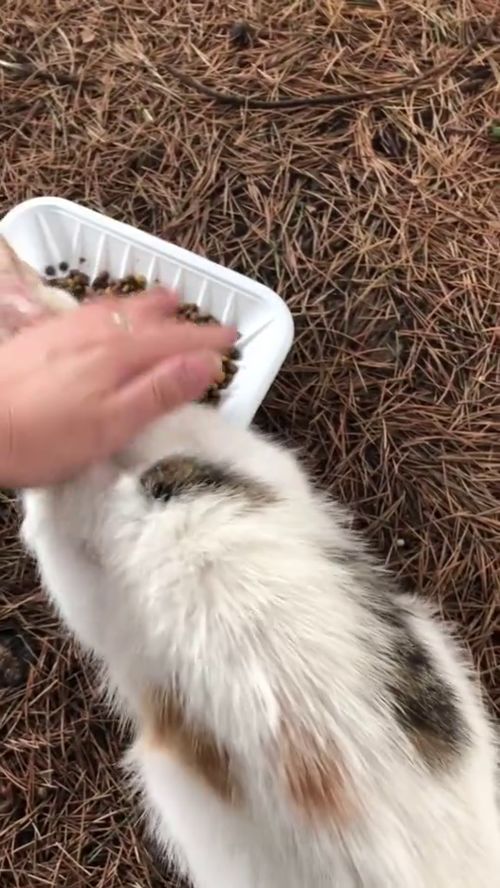 宠物猫上药怎么上药
