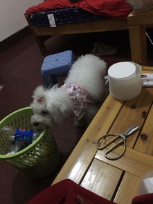 宠物狗比熊丢了怎么办