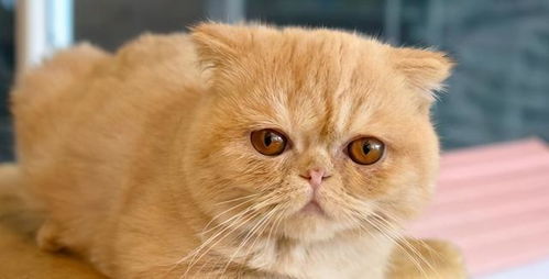 加菲猫宠物猫怎么养