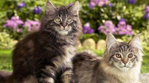 在市里怎么养宠物猫