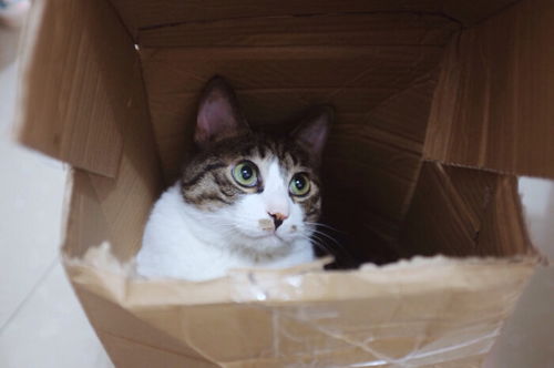 宠物猫怎么寄走