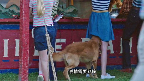 养宠物狗女孩子怎么追呢