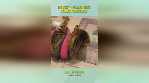 宠物猫的牵引绳怎么穿的