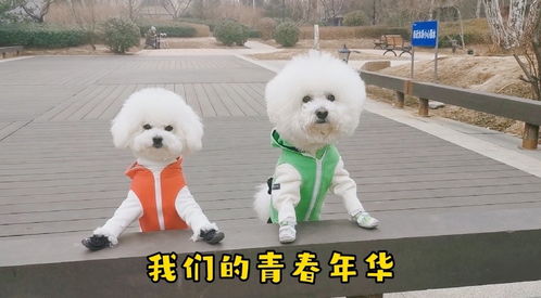 宠物狗拍电视剧怎么拍的