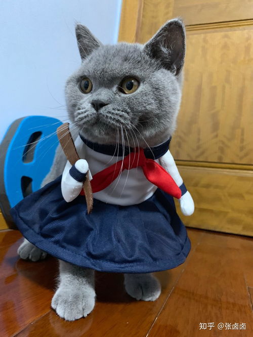 宠物猫怎么穿