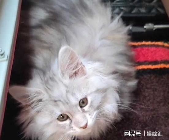 宠物猫怎么去香港买