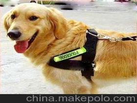 宠物狗带牵引绳怎么套
