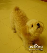 宠物狗怎么指定大小便的