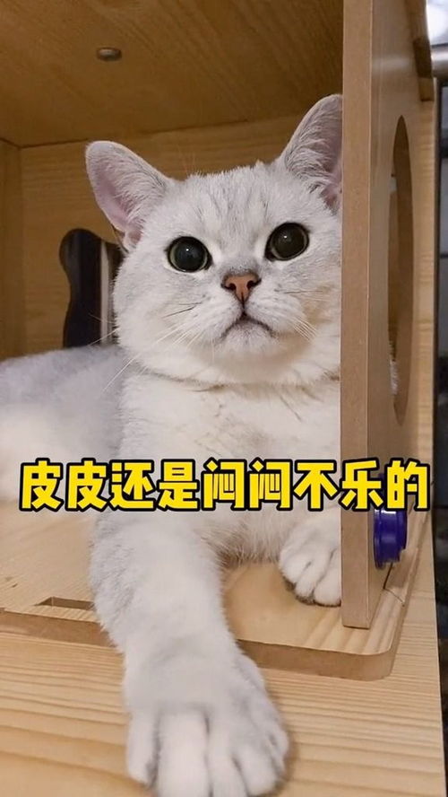 宠物猫生娃怎么准备
