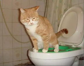宠物猫在室内怎么排便