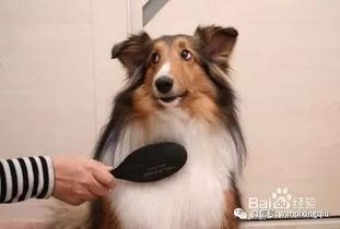 宠物狗的毛发怎么能去掉