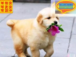 宠物狗犬多少钱一只