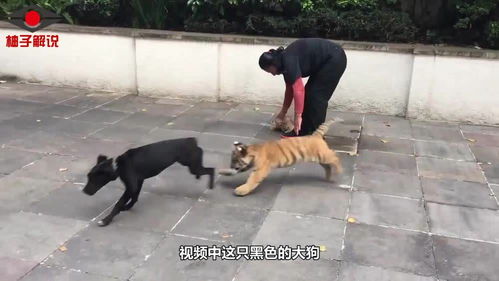 宠物狗看见狮子会怎么样