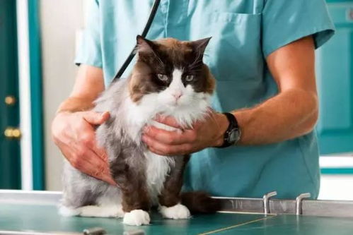 猫打宠物猫咪会怎么样呢