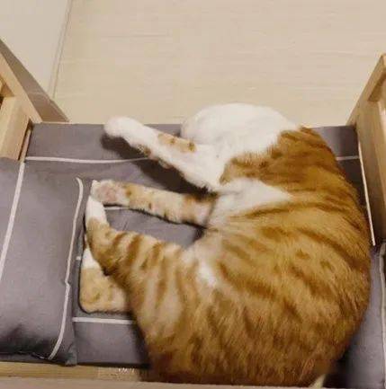 宠物猫怎么长得快
