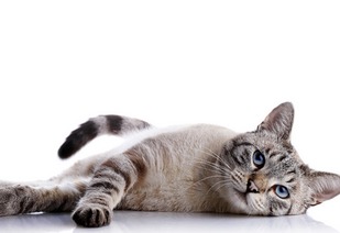 上海话宠物猫怎么讲的好听