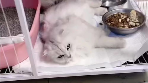 宠物猫怎么生宝宝的