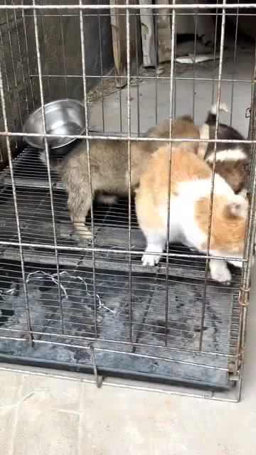宠物狗的猫笼怎么做的呢