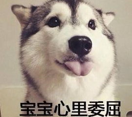 宠物狗驱球虫药怎么用