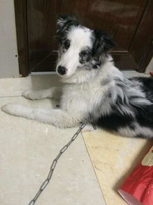 宠物狗看孕妇怎么看的懂