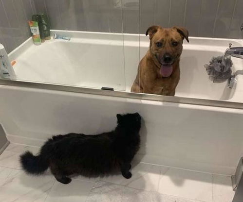宠物猫走了怎么安慰人