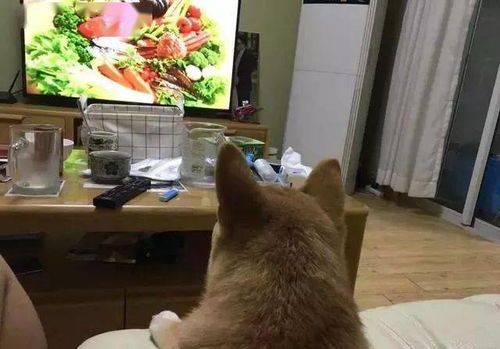 宠物狗吓唬人怎么办啊