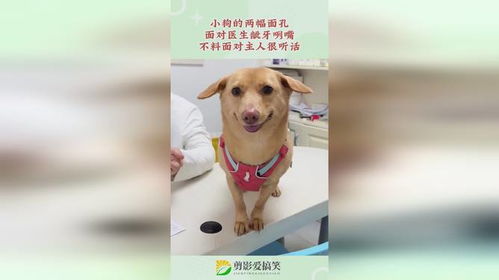 宠物狗被打了后该怎么办