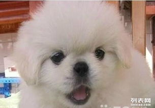 怎么能买到家养的宠物狗