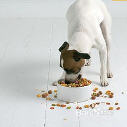 宠物狗狗不吃狗粮怎么办