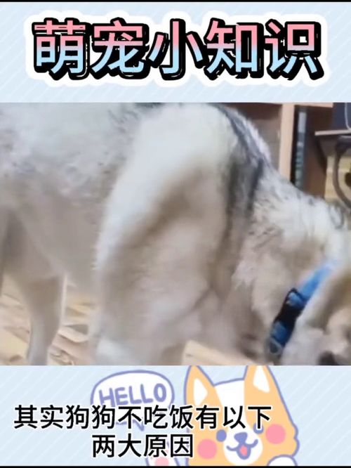 宠物狗喂饭不吃饭怎么办
