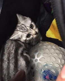 火车宠物猫怎么带