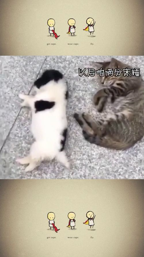 宠物狗闹脾气怎么办啊