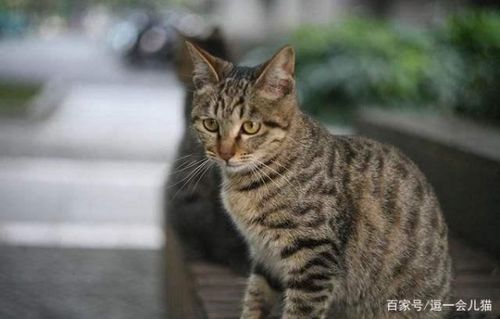 宠物猫怎么才算纯种