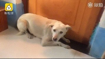 宠物狗不让进房间吗怎么办