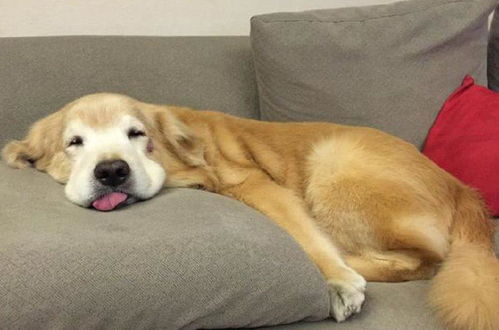 宠物狗外出裹脚怎么办呀