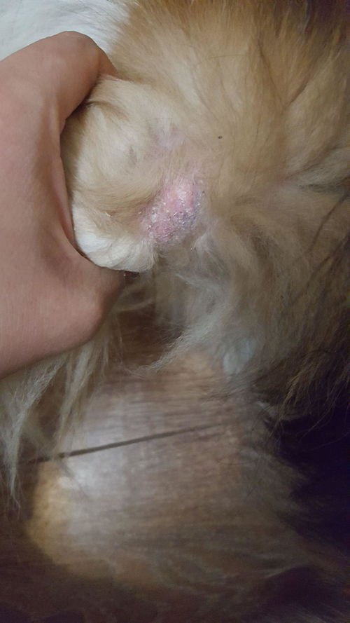 宠物狗身上得了皮肤病怎么办