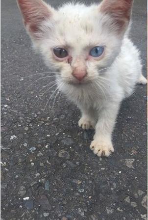 遗弃宠物猫怎么收养的
