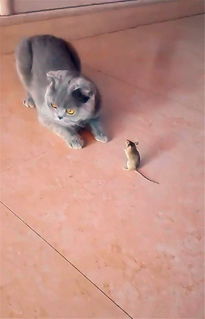 宠物猫抓老鼠怎么阻止